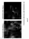 Fig. 15 - Peptide with putative role in cytoskeletal protection