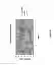 Fig. 18 - Peptide with putative role in cytoskeletal protection