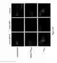 Fig. 24 - Peptide with putative role in cytoskeletal protection