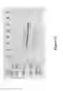 Fig. 26 - Peptide with putative role in cytoskeletal protection