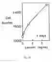 Fig. 03 - Ocular tear growth factor-like protein