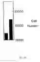 Fig. 04 - Ocular tear growth factor-like protein