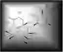 Fig. 33 - Macrolides with antiinflammatory activity