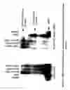 Fig. 41 - Modified polynucleotides for use in rna interference