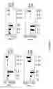 Fig. 49 - Modified polynucleotides for use in rna interference