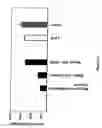 Fig. 50 - Modified polynucleotides for use in rna interference