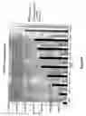Fig. 60 - Modified polynucleotides for use in rna interference