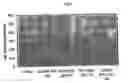 Fig. 03 - Nucleotide sequences promoting the trans-membrane transport of nucleic acids