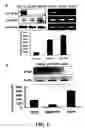Fig. 02 - METHODS AND COMPOSITIONS FOR DIAGNOSING AND SUPPRESSING METASTASIS THEREOF