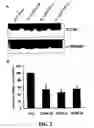 Fig. 03 - METHODS AND COMPOSITIONS FOR DIAGNOSING AND SUPPRESSING METASTASIS THEREOF