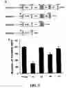 Fig. 06 - METHODS AND COMPOSITIONS FOR DIAGNOSING AND SUPPRESSING METASTASIS THEREOF