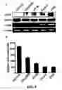 Fig. 10 - METHODS AND COMPOSITIONS FOR DIAGNOSING AND SUPPRESSING METASTASIS THEREOF