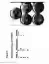 Fig. 06 - Methods and compositions for reducing inflammation and preventing oxidative damage