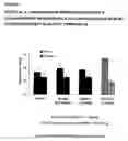Fig. 02 - Method for the treatment of cognitive dysfunction