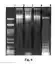 Fig. 05 - 