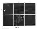 Fig. 06 - 