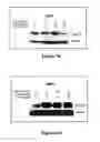 Fig. 16 - Methods for inhibiting osteoclastogenesis