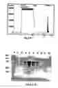 Fig. 03 - Use of soluble forms of CD83 and nucleic acids encoding them for the treatment or prevention of diseases