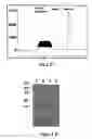 Fig. 05 - Use of soluble forms of CD83 and nucleic acids encoding them for the treatment or prevention of diseases