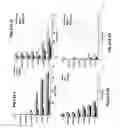 Fig. 20 - Use of soluble forms of CD83 and nucleic acids encoding them for the treatment or prevention of diseases