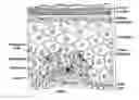 Fig. 01 - Uses of porphyrin compounds