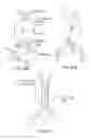 Fig. 25 - System and method for performing a three-dimensional virtual examination of objects, such as internal organs