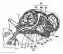Fig. 01 - System and method for controlling hypothalamic function via vestibular stimulation