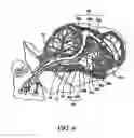 Fig. 04 - System and method for controlling hypothalamic function via vestibular stimulation