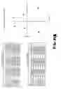 Fig. 26 - Method and system for morphometric analysis of human dental occlusal function and uses thereof