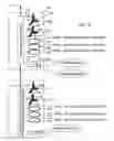 Fig. 09 - Method and apparatus for measuring formation conductivities from within cased wellbores by combined measurement of casing current leakage and electromagnetic response