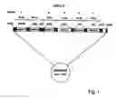 Fig. 02 - Use of proteinaceous molecules in methods for molecular computing