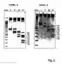 Fig. 03 - Use of proteinaceous molecules in methods for molecular computing