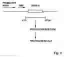 Fig. 04 - Use of proteinaceous molecules in methods for molecular computing