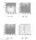 Fig. 07 - Traveltime calculation in three dimensional transversely isotropic (3D TI) media by the fast marching method
