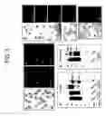Fig. 04 - Methods and compositions for modulating gamete adhesion