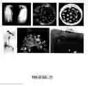Fig. 136 - Manipulation of organic acid biosynthesis and secretion