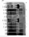 Fig. 06 - Method rubisco large subunit n-methyltransferase useful for targeting molecules to the active-site vicinity of ribulose-1, 5-bisphosphatet