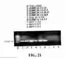 Fig. 28 - Thiol methyltransferase-based selection