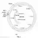 Fig. 06 - Method of screening transgenic plants for anthelmintic activity
