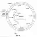 Fig. 07 - Method of screening transgenic plants for anthelmintic activity