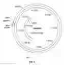 Fig. 08 - Method of screening transgenic plants for anthelmintic activity
