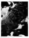 Fig. 06 - Peach tree named 'NJF16'