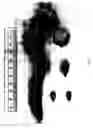 Fig. 04 - PEACH TREE NAMED 'NJ351'