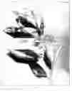 Fig. 09 - Late seedless mandarin