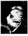 Fig. 14 - Late seedless mandarin