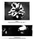 Fig. 02 - HOSTA PLANT NAMED 'STITCH IN TIME'