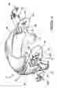Fig. 03 - Adjustment mechanism for a helmet