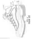 Fig. 02 - Shoe with ventilated arch support region