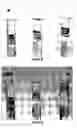 Fig. 01 - Process for aseptic vacuum filling and stoppering of low viscosity liquids in syringes