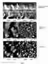 Fig. 09 - Organic electronic devices incorporating semiconducting polymer brushes